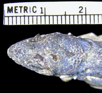 Media type: image; Herpetology R-31386